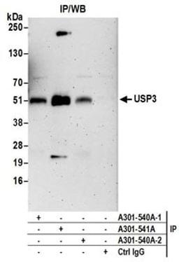 Detection of human USP3 by western blot of immunoprecipitates.