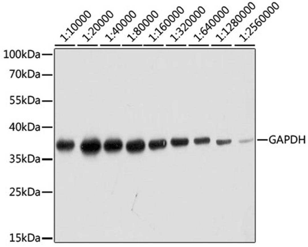 Western blot - GAPDH antibody (AC036)