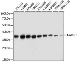 Western blot - GAPDH antibody (AC036)