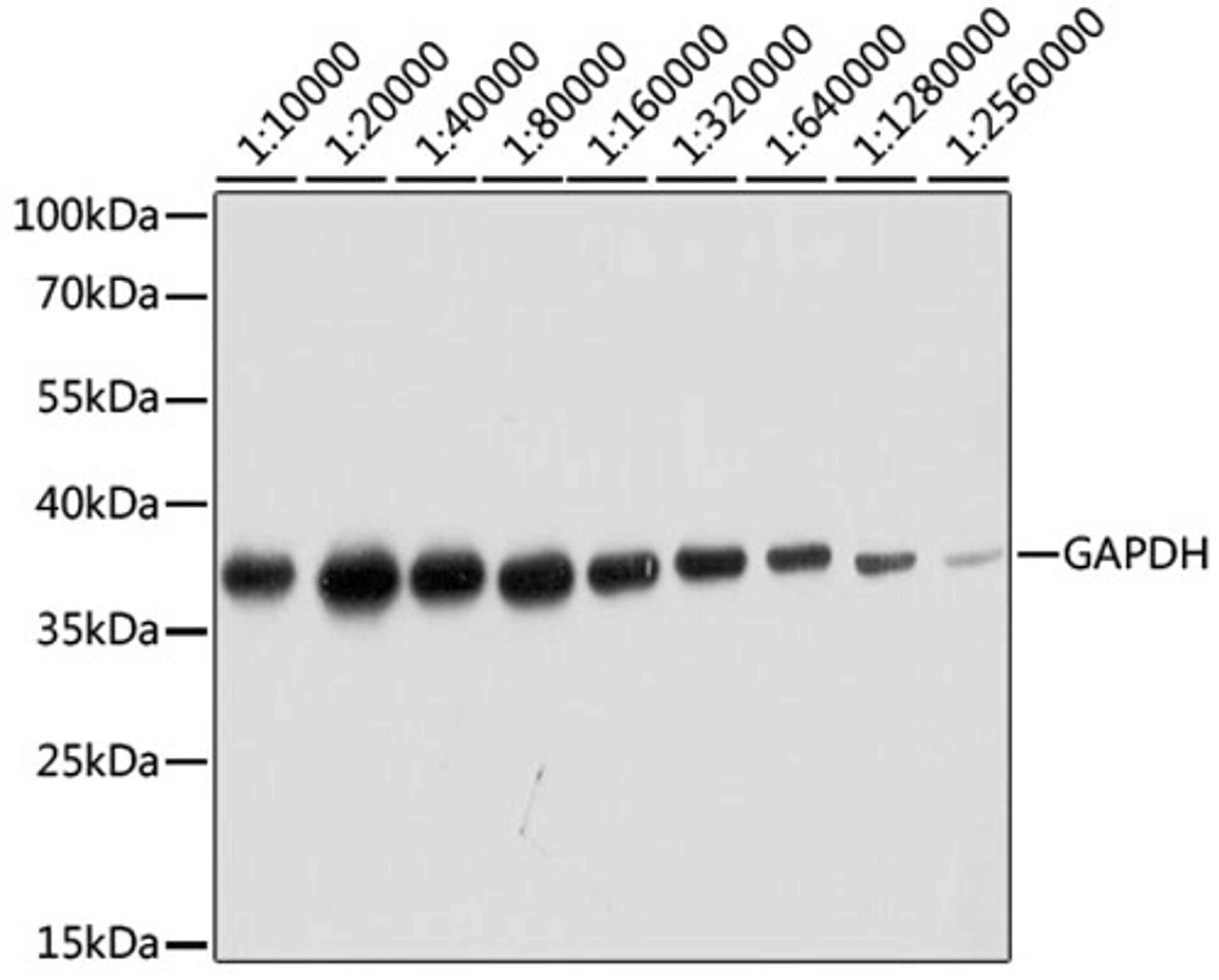 Western blot - GAPDH antibody (AC036)