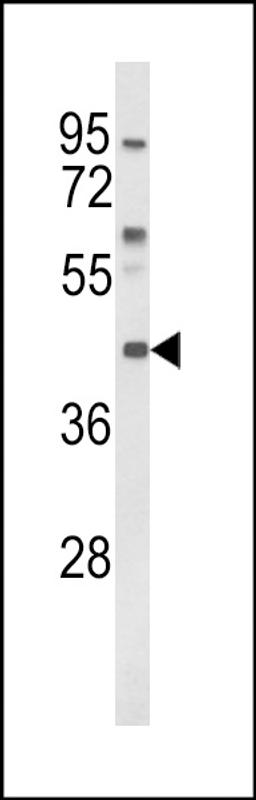 Western blot analysis of MC3R Antibody in K562 cell line lysates (35ug/lane)