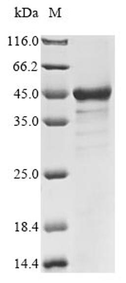 (Tris-Glycine gel) Discontinuous SDS-PAGE (reduced) with 5% enrichment gel and 15% separation gel.