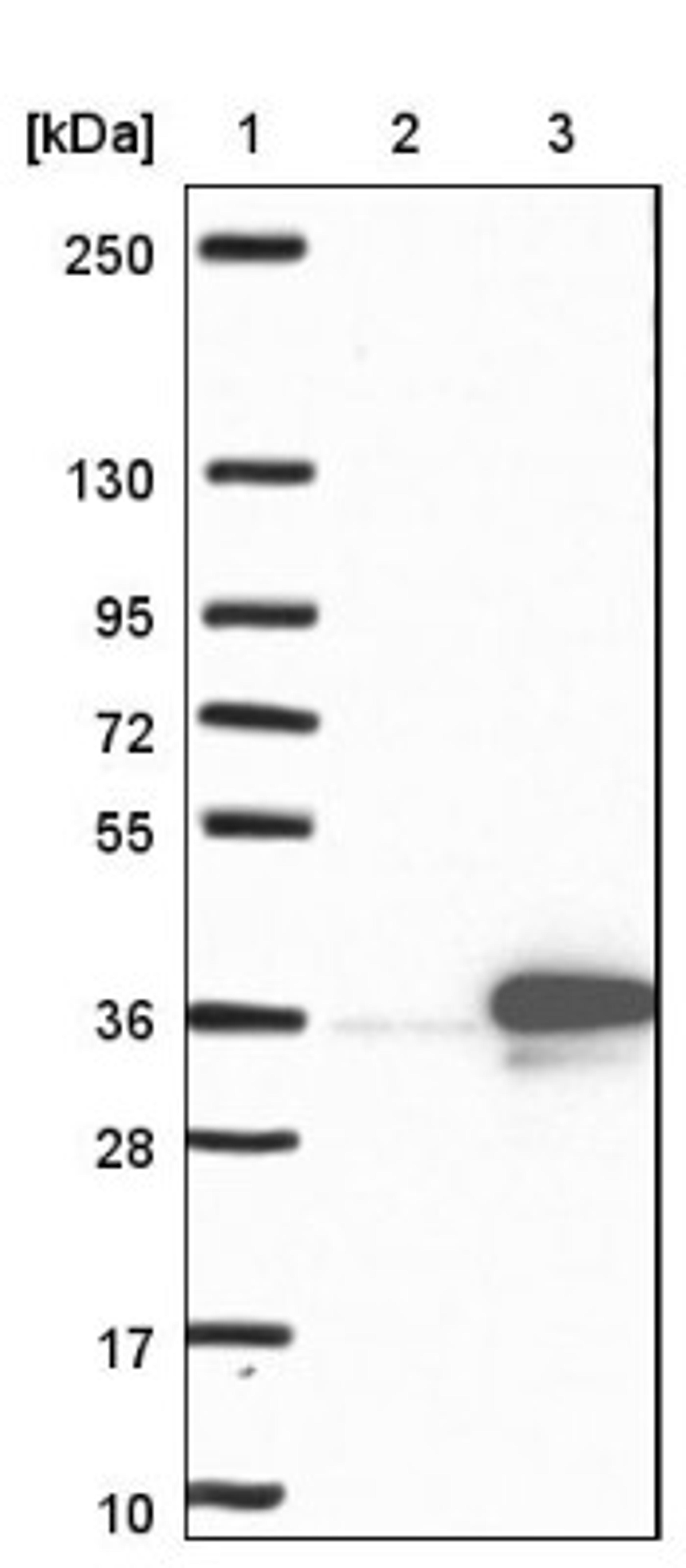 Western Blot: Dlx1 Antibody [NBP1-91837] - Lane 1: Marker [kDa] 250, 130, 95, 72, 55, 36, 28, 17, 10<br/>Lane 2: Negative control (vector only transfected HEK293T lysate)<br/>Lane 3: Over-expression lysate (Co-expressed with a C-terminal myc-DDK tag (~3.1 kDa) in mammalian HEK293T cells, LY406033)