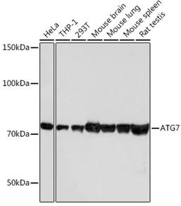 Western blot - ATG7 antibody (A19604)