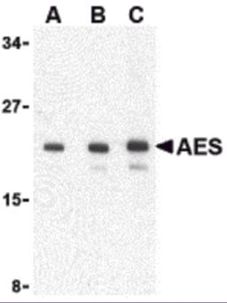 Western blot analysis of AES in 293 cell lysate with AES antibody at (A) 1, (B) 2 and (C) 4 &#956;g/mL.