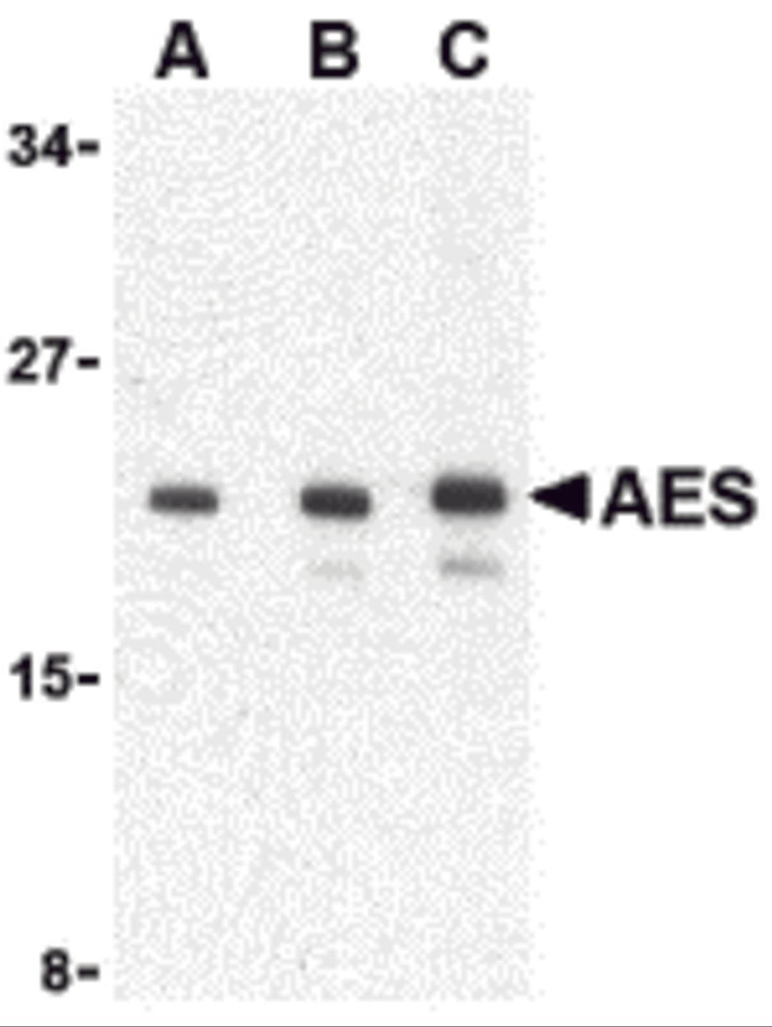 Western blot analysis of AES in 293 cell lysate with AES antibody at (A) 1, (B) 2 and (C) 4 μg/mL.