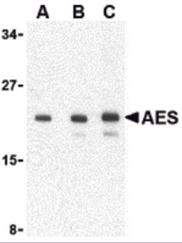 Western blot analysis of AES in 293 cell lysate with AES antibody at (A) 1, (B) 2 and (C) 4 μg/mL.