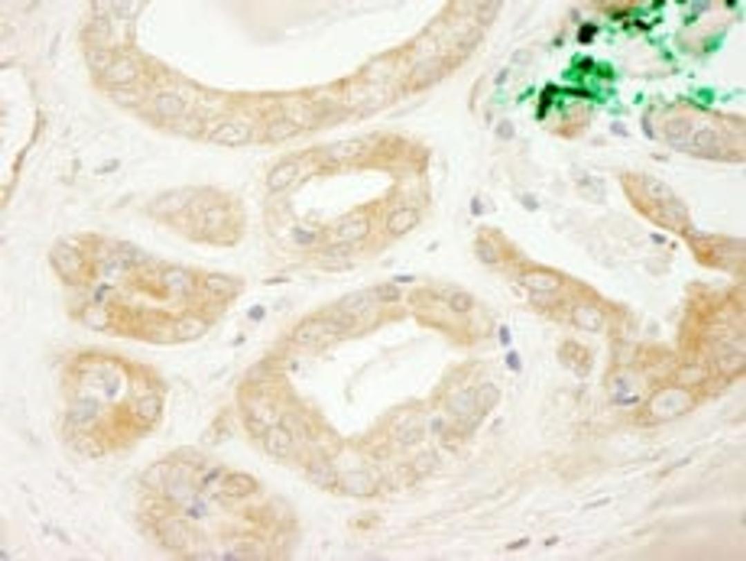 Detection of human BIG2/ARFGEF2 by immunohistochemistry.