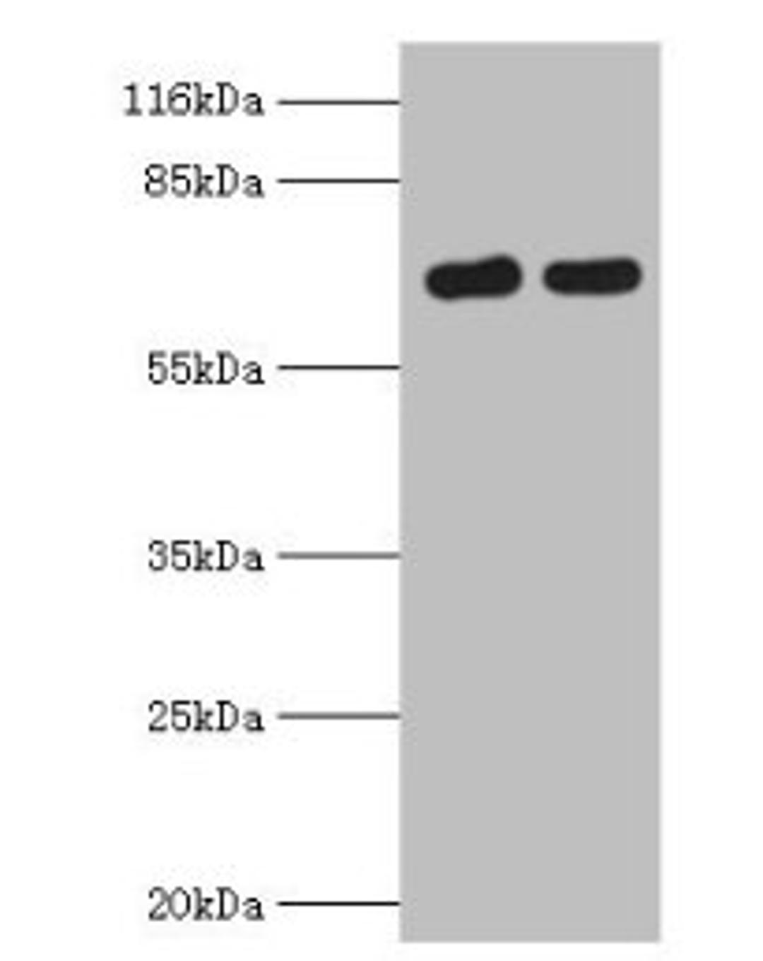 Western blot. All lanes: FLRT1 antibody at 2µg/ml. Lane 1: Mouse kidney tissue. Lane 2: Hela whole cell lysate. Secondary. Goat polyclonal to rabbit IgG at 1/10000 dilution. Predicted band size: 72 kDa. Observed band size: 72 kDa