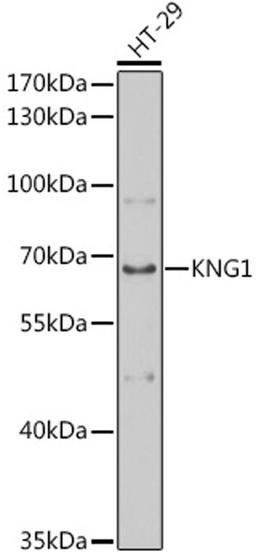 Western blot - KNG1 antibody (A1670)