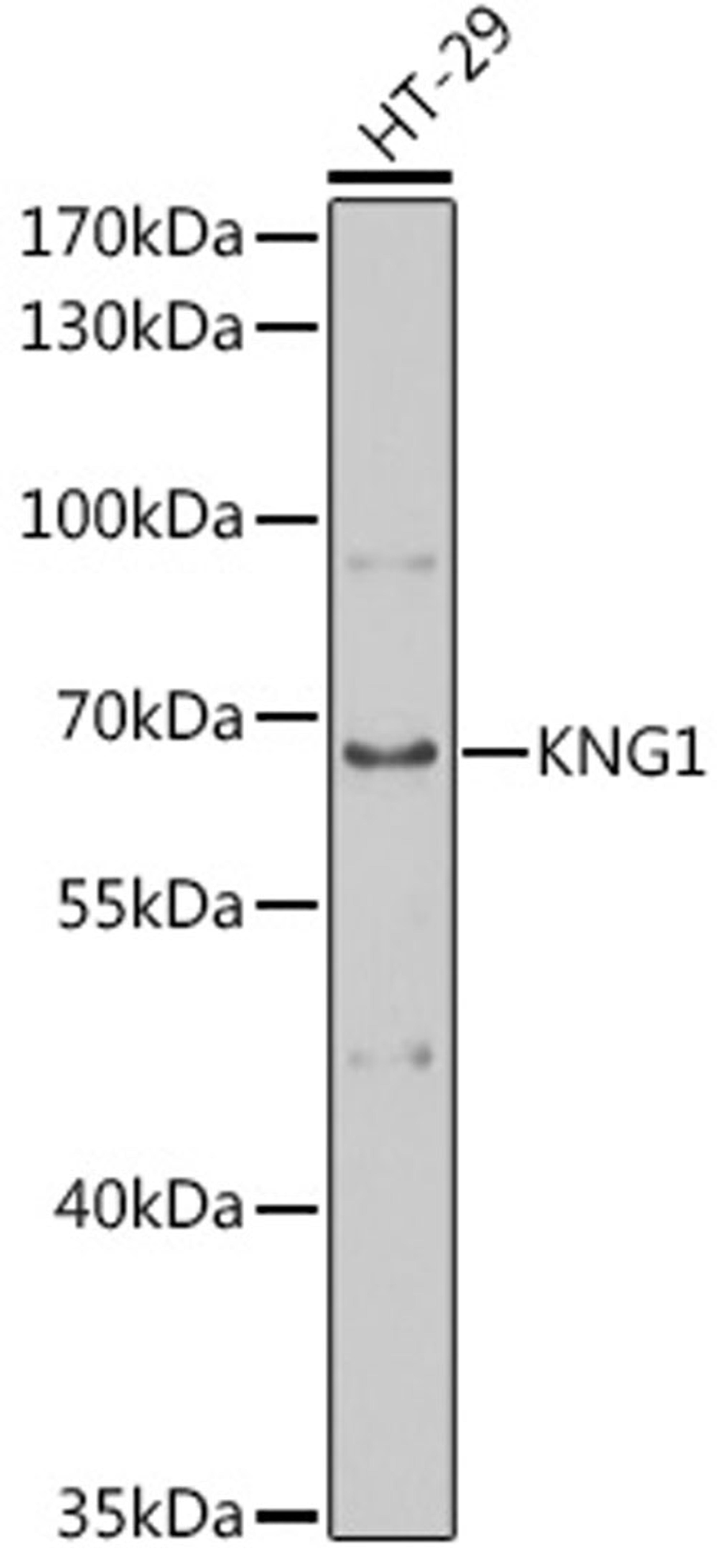 Western blot - KNG1 antibody (A1670)