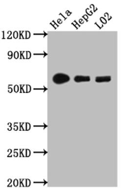 Western Blot. Positive WB detected in: Hela whole cell lysate, HepG2 whole cell lysate, L02 whole cell lysate. All lanes: CYP1A2 antibody at 1:1000. Secondary. Goat polyclonal to rabbit IgG at 1/50000 dilution. Predicted band size: 59 kDa. Observed band size: 59 kDa.