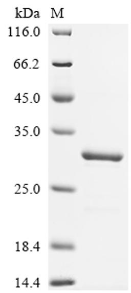 (Tris-Glycine gel) Discontinuous SDS-PAGE (reduced) with 5% enrichment gel and 15% separation gel.