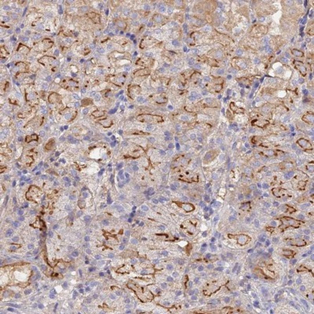 Immunohistochemistry-Paraffin: FAM107B Antibody [NBP1-88535] - Staining of human stomach shows distinct cytoplasmic positivity in glandular cells.