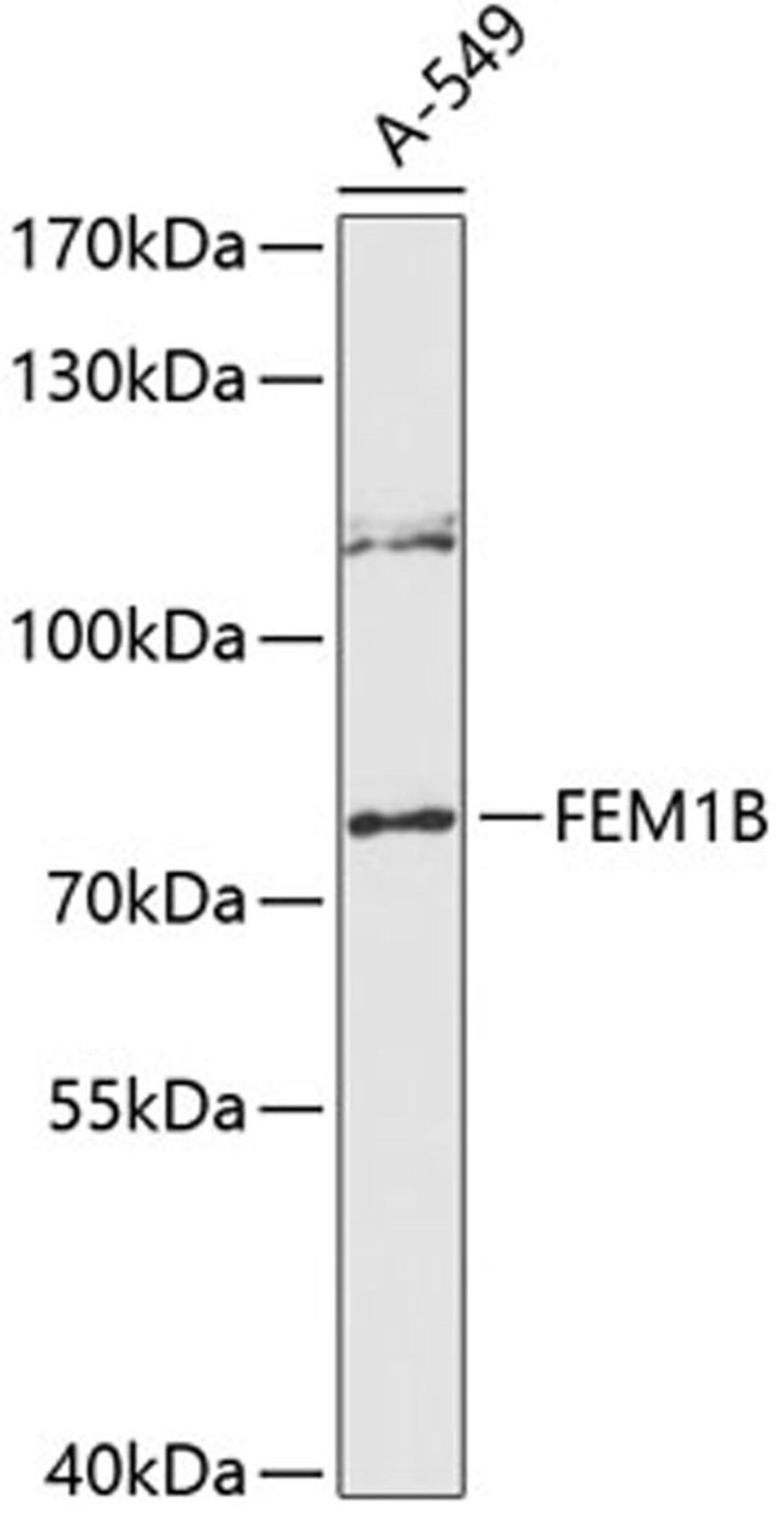 Western blot - FEM1B antibody (A12802)