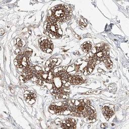 Immunohistochemistry: PGGT1B Antibody [NBP1-88643] - Staining of human breast shows distinct cytoplasmic positivity in glandular cells.