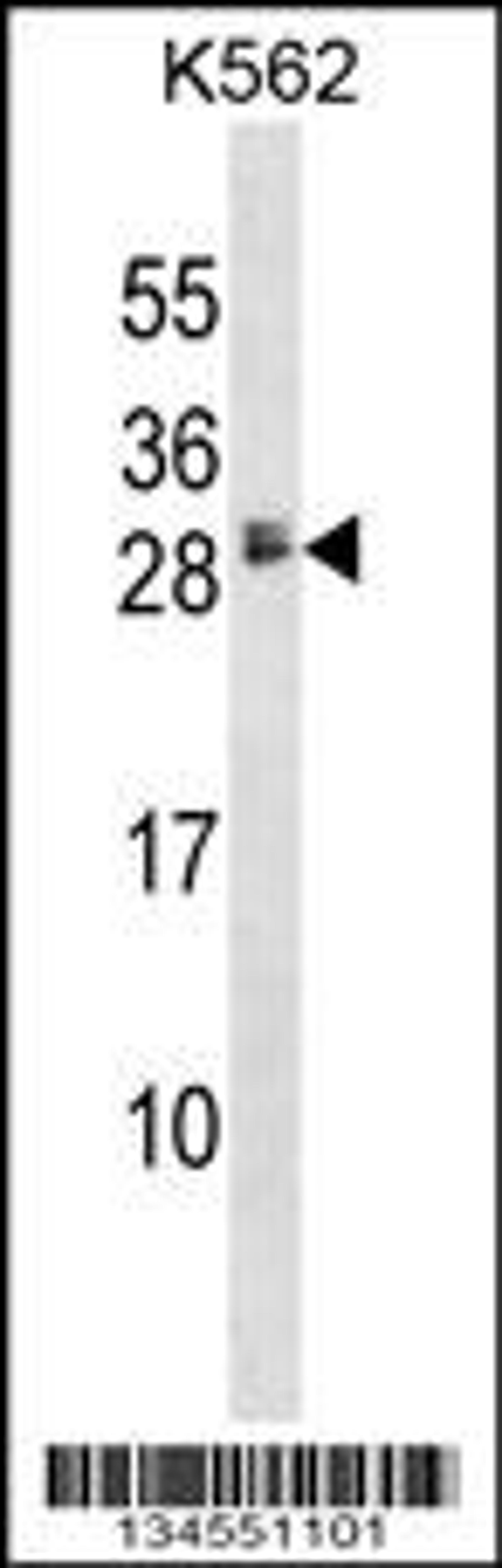 Western blot analysis in K562 cell line lysates (35ug/lane).