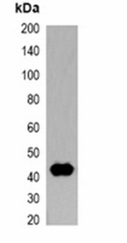 Western blot analysis of 293T cell lysate using T7-tag antibody