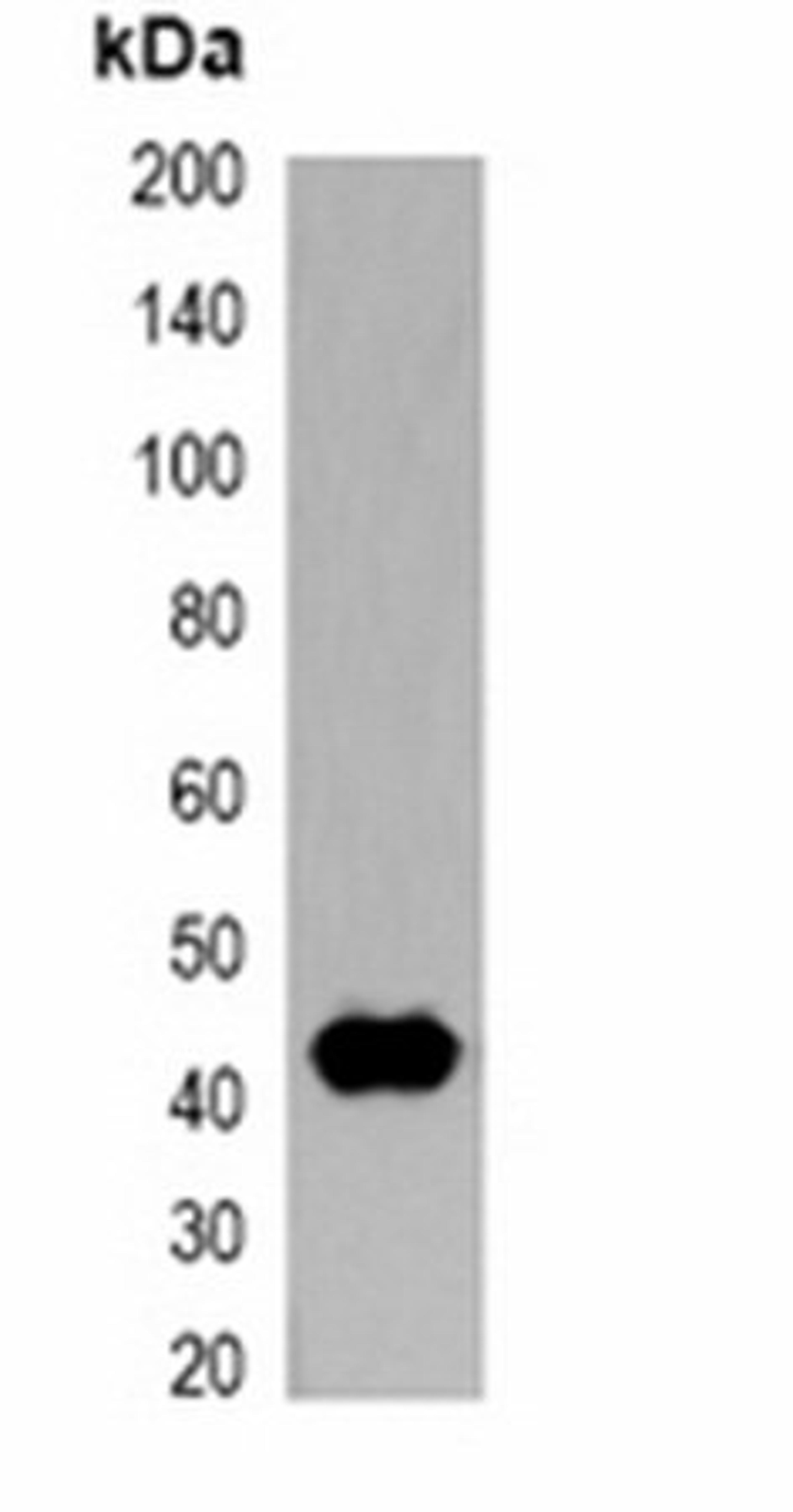 Western blot analysis of 293T cell lysate using T7-tag antibody