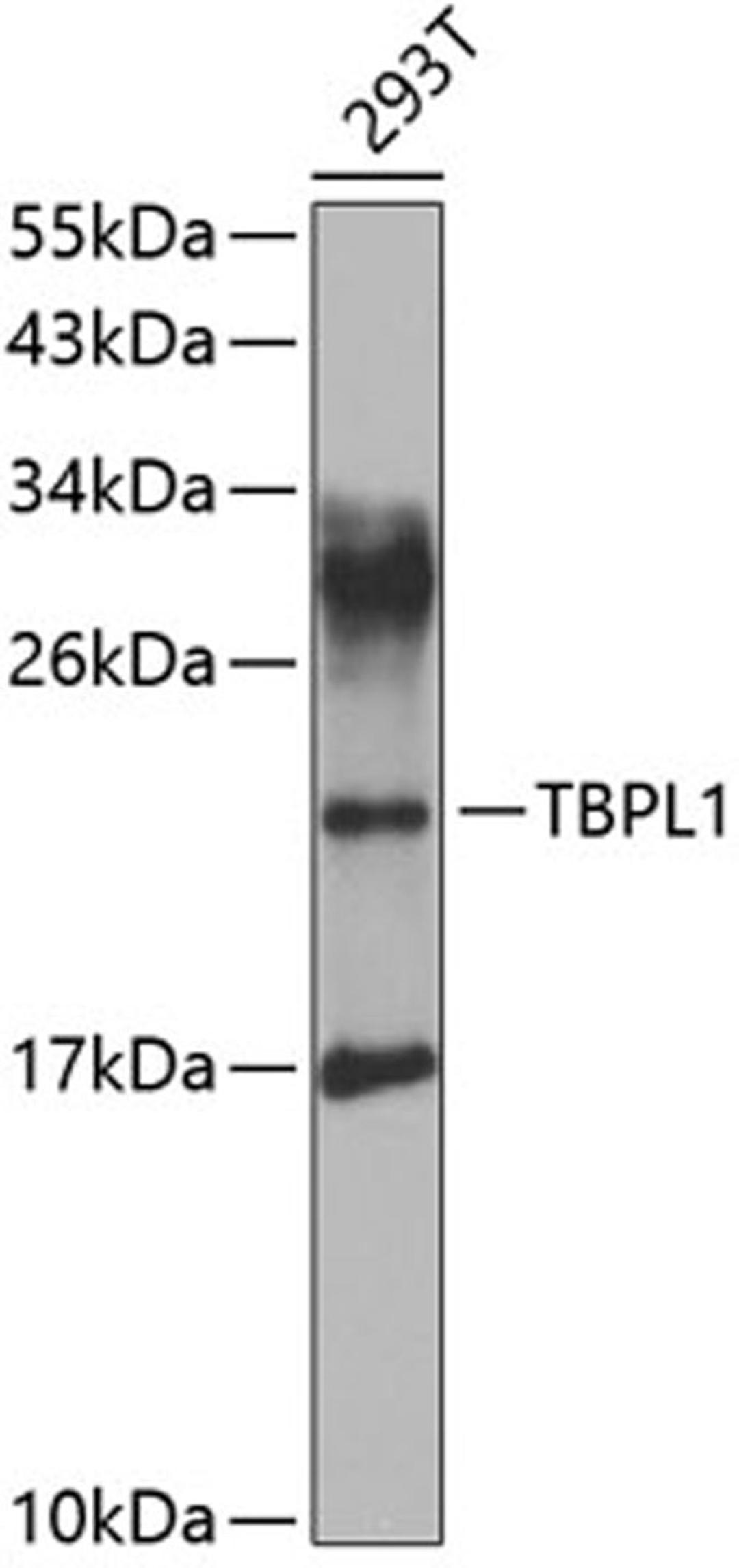 Western blot - TBPL1 antibody (A7575)