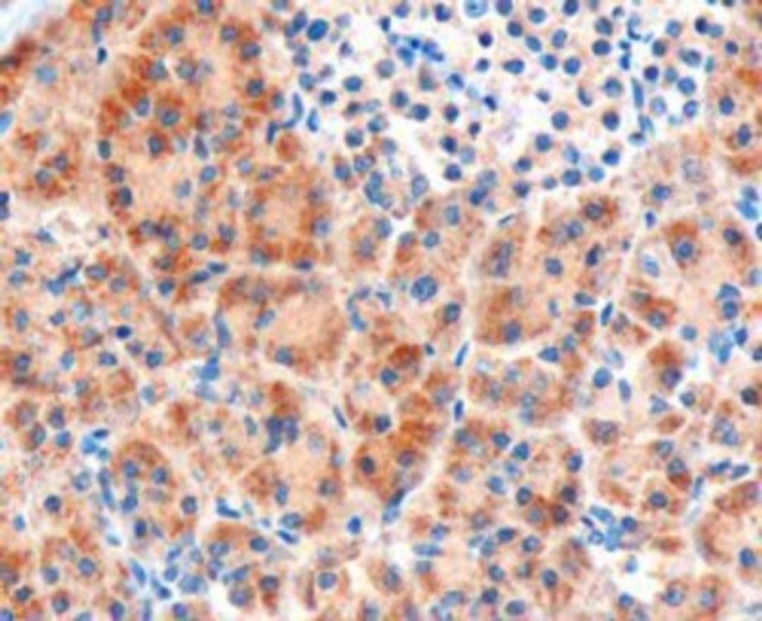 Immunohistochemistry-Paraffin: Frizzled-8 Antibody [NB100-2439] - (3ug/ml) staining of paraffin embedded Human Pancreas. Microwaved antigen retrieval with Tris/EDTA buffer pH9, HRP