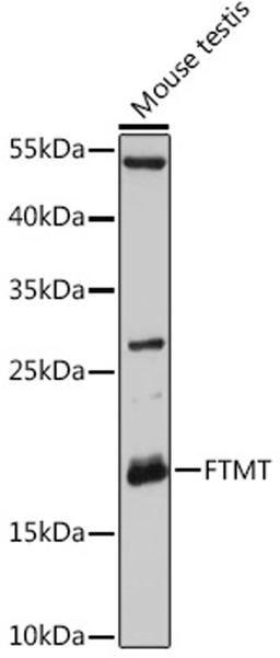 Western blot - FTMT antibody (A12867)