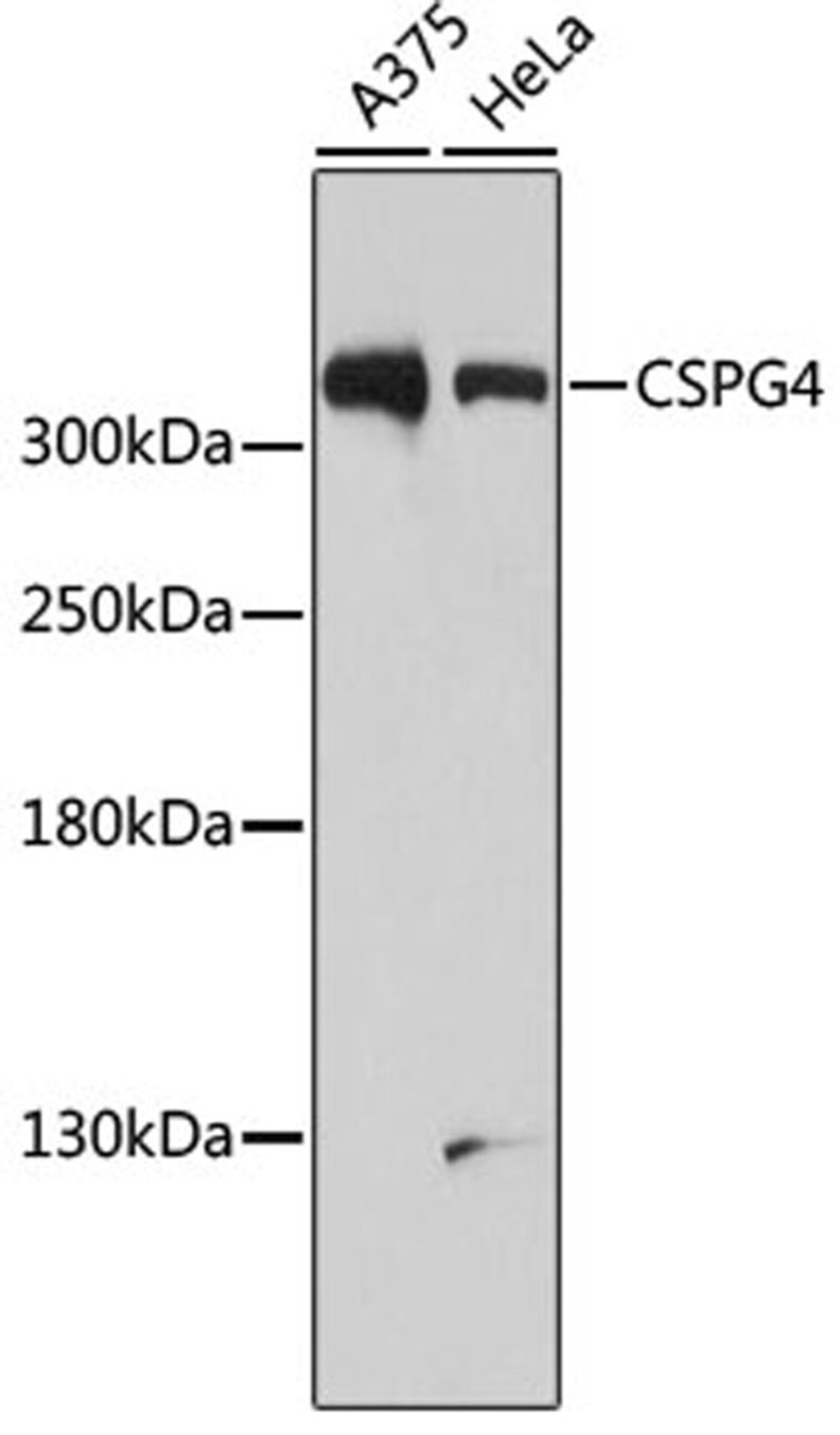 Western blot - CSPG4 antibody (A3592)
