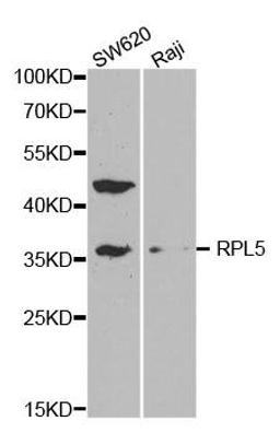 Western blot analysis of extracts of various cell lines using RPL5 antibody