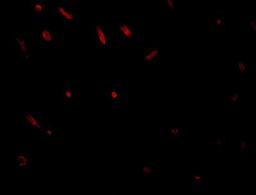 Immunocytochemistry/Immunofluorescence: TWA1 Antibody [NBP1-77366] - Immunofluorescence of TWA1 in rat brain tissue with TWA1 antibody at 20 ug/mL.