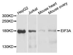 Western blot analysis of extract of various cells using eIF3A antibody