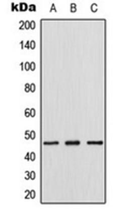 Western blot analysis of HeLa (Lane 1), mouse lung (Lane 2), rat lung (Lane 3) whole cell lysates using Thymine DNA Glycosylase antibody