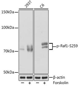 Western blot - Phospho-Raf1-S259 Rabbit mAb (AP1012)