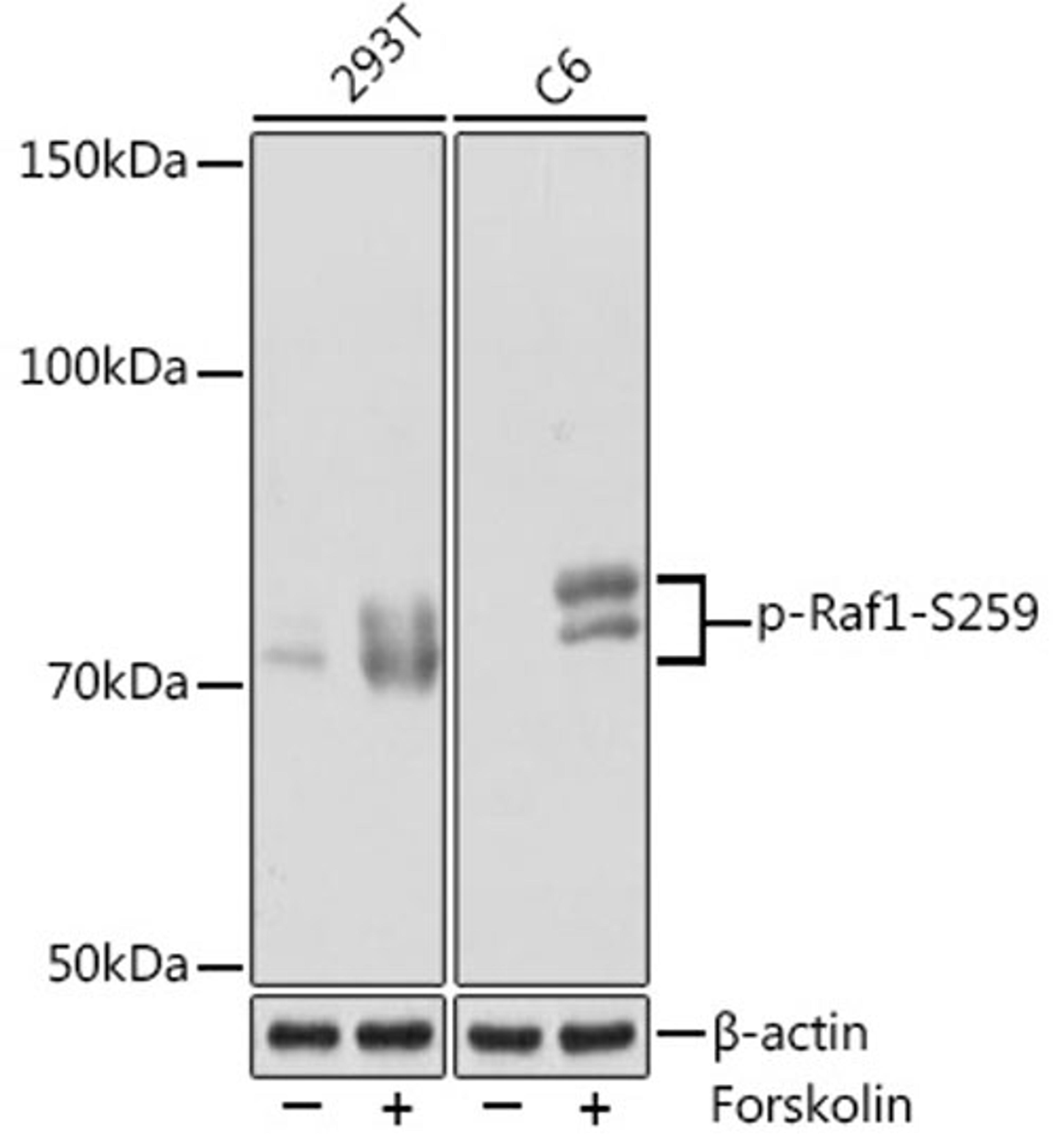 Western blot - Phospho-Raf1-S259 Rabbit mAb (AP1012)