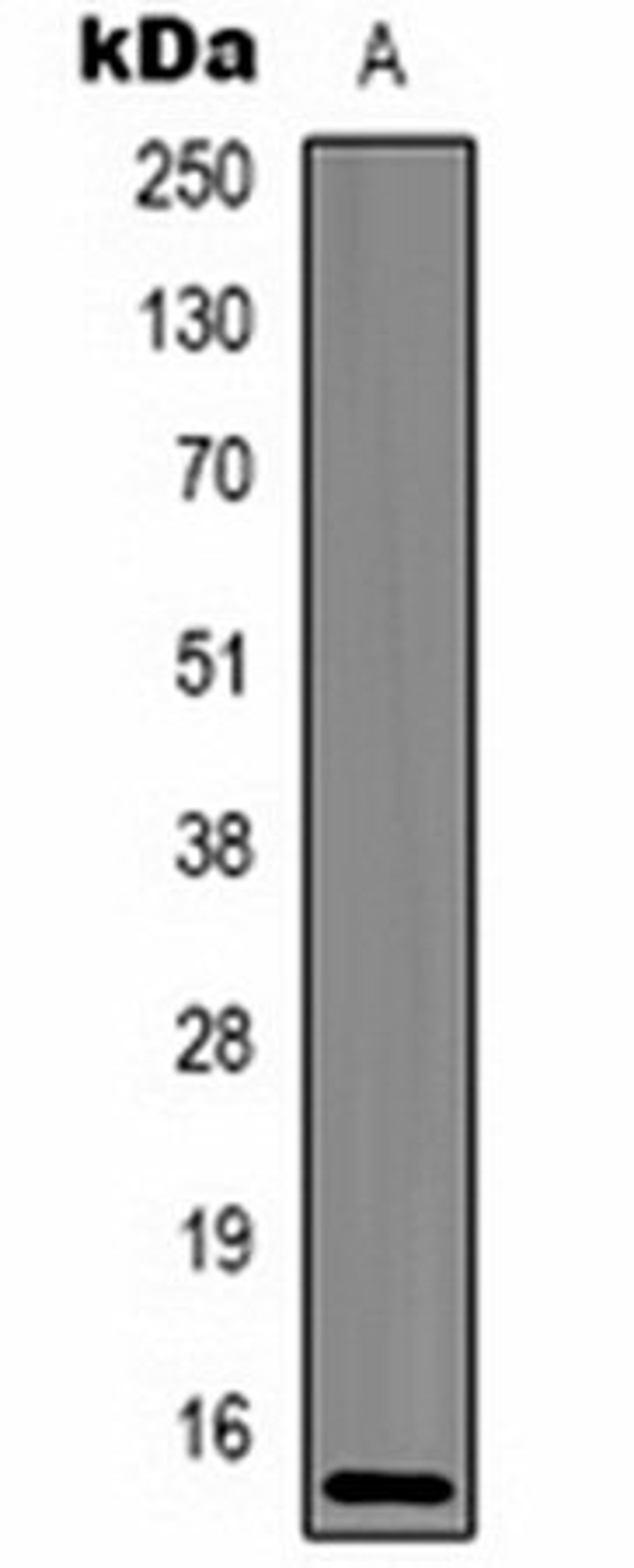 Western blot analysis of Hela (Lane1) whole cell lysates using Histone H2A.X (Phospho-S139) antibody