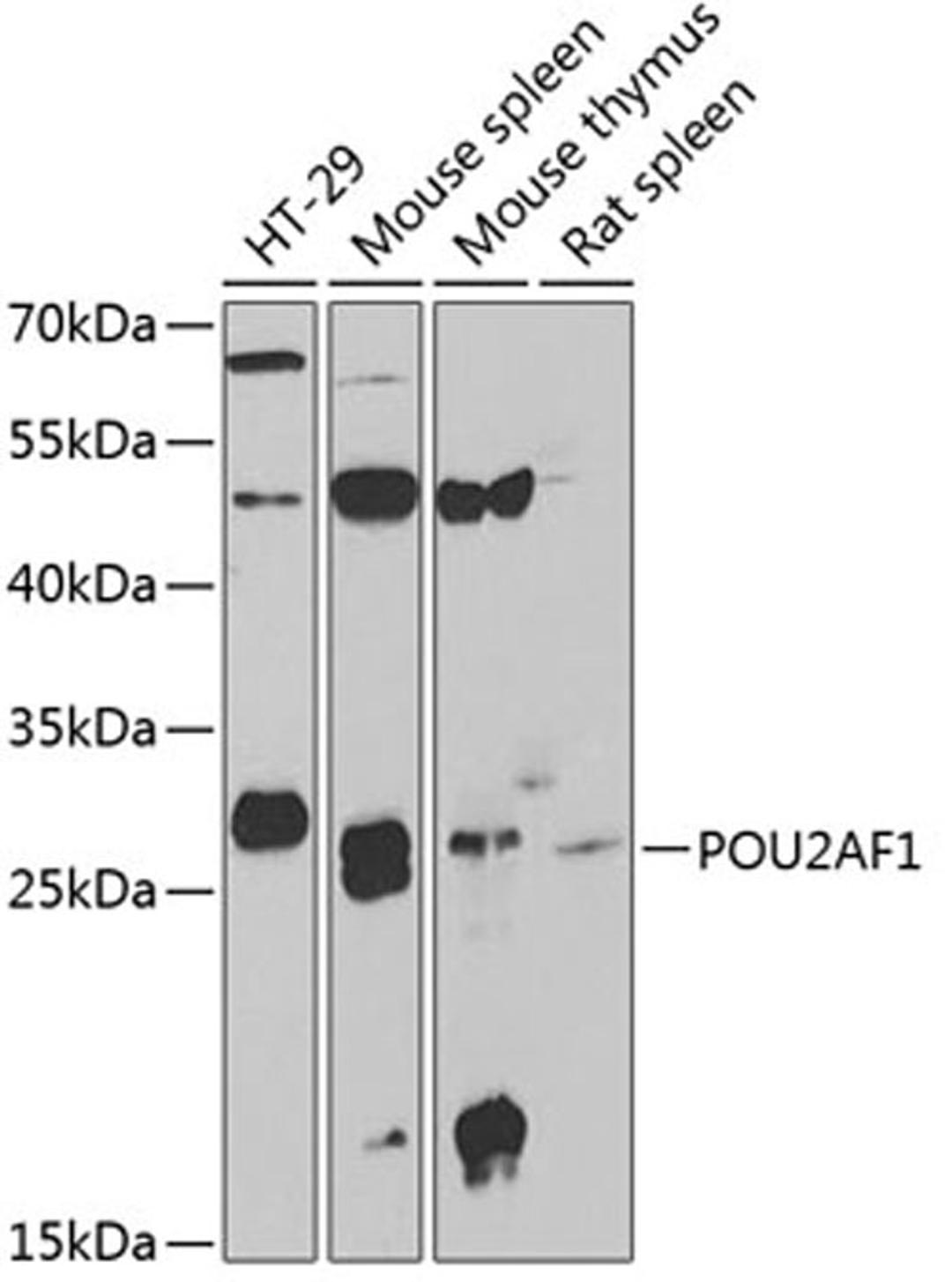 Western blot - POU2AF1 antibody (A6696)