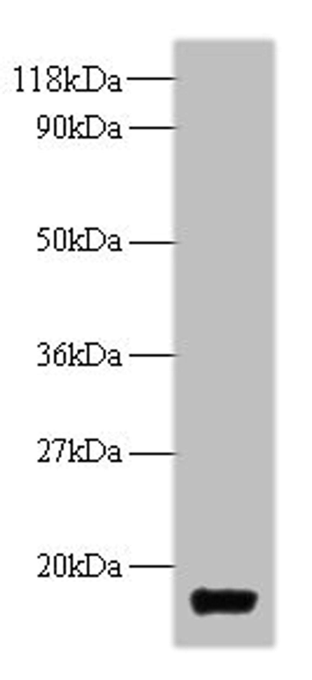 Western blot. All lanes: trxA antibody at 2µg/ml + DH5α whole cell lysate. Secondary. Goat polyclonal to rabbit IgG at 1/10000 dilution. Predicted band size: 12 kDa. Observed band size: 12 kDa