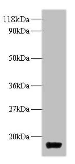Western blot. All lanes: trxA antibody at 2µg/ml + DH5α whole cell lysate. Secondary. Goat polyclonal to rabbit IgG at 1/10000 dilution. Predicted band size: 12 kDa. Observed band size: 12 kDa