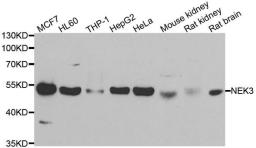 Western blot analysis of extracts of various cell lines using NEK3 antibody