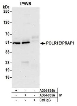 Detection of human POLR1E/PRAF1 by western blot of immunoprecipitates.