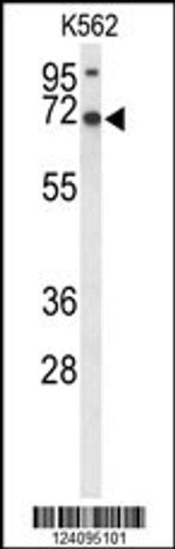 Western blot analysis of LRRC4 Antibody in K562 cell line lysates (35ug/lane)