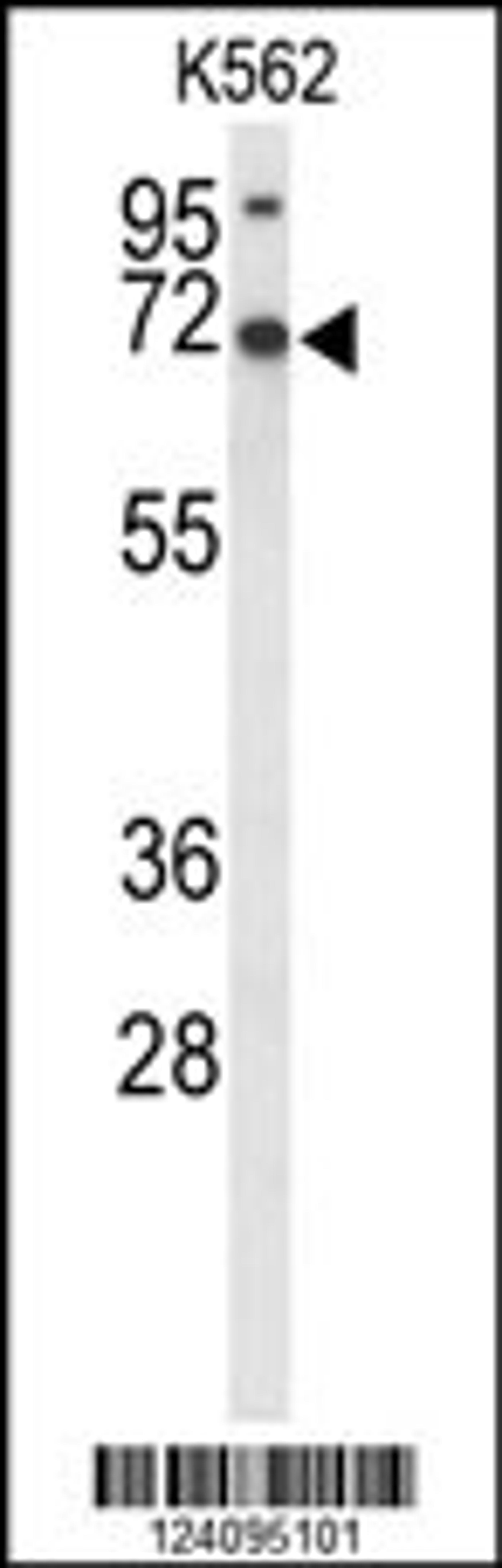 Western blot analysis of LRRC4 Antibody in K562 cell line lysates (35ug/lane)