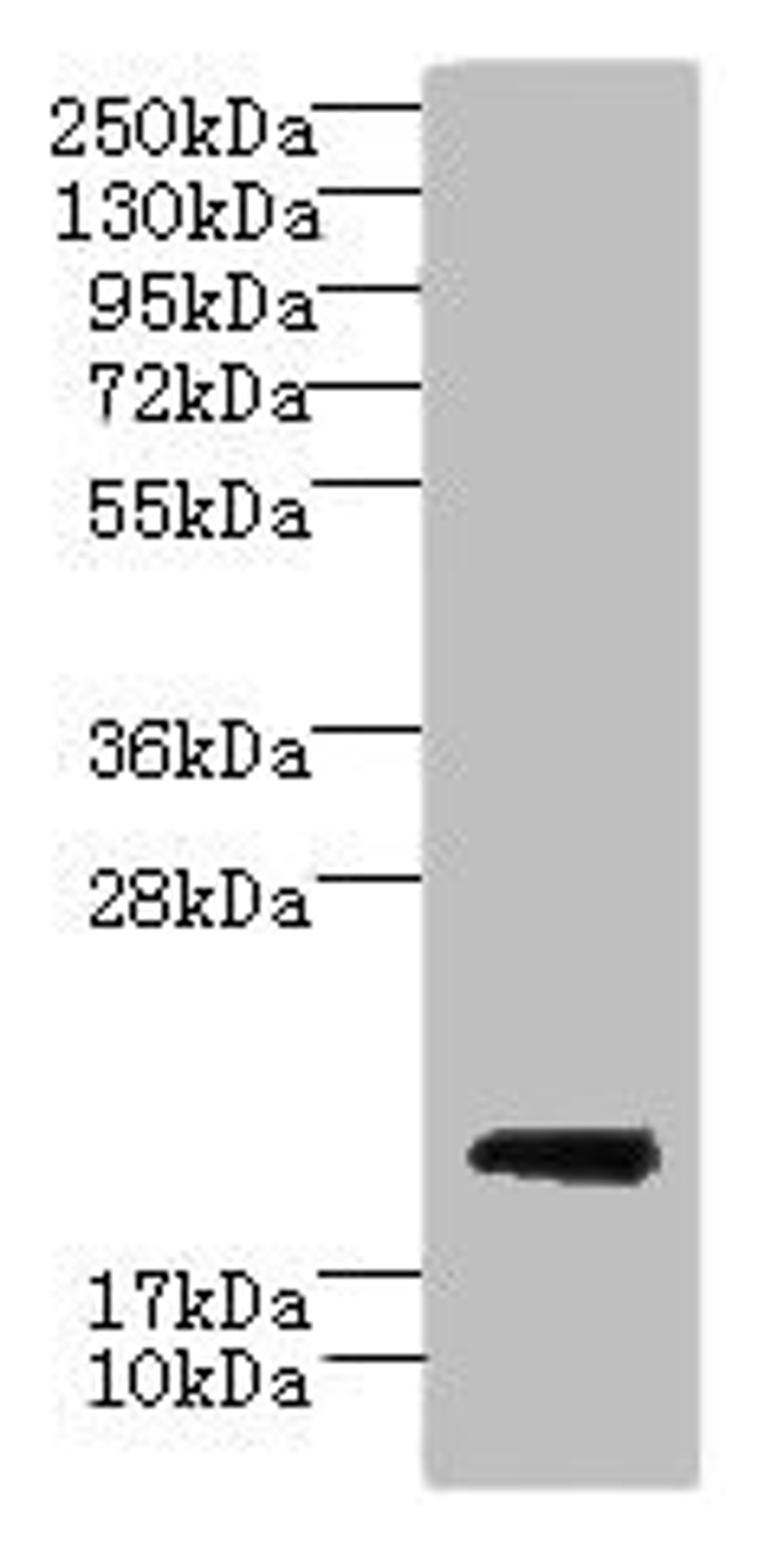 Western blot. All lanes: CYBC1 antibody at 1.5µg/ml + Mouse liver tissue. Secondary. Goat polyclonal to rabbit IgG at 1/10000 dilution. Predicted band size: 21, 20 kDa. Observed band size: 21 kDa
