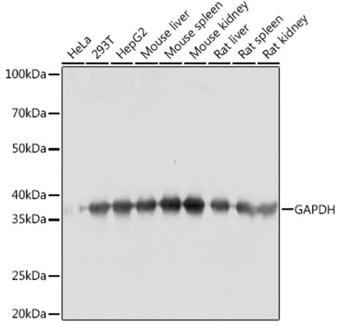 Western blot - GAPDH antibody (AC001)