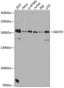 Western blot - GIGYF2 antibody (A12069)