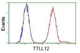 Flow Cytometry: TTLL12 Antibody (7F11) [NBP2-02216] - Analysis of Hela cells, using anti-TTLL12 antibody, (Red) compared to a nonspecific negative control antibody (Blue).