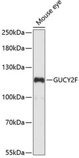 Western blot - GUCY2F antibody (A14242)