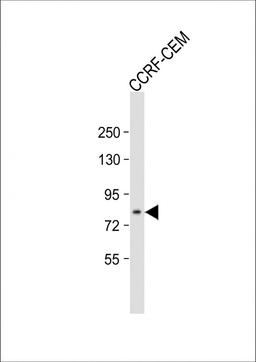 Western Blot at 1:500 dilution + CCRF-CEM whole cell lysate Lysates/proteins at 20 ug per lane.