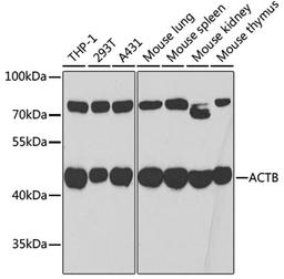 Western blot - ß-actin antibody (AC006)