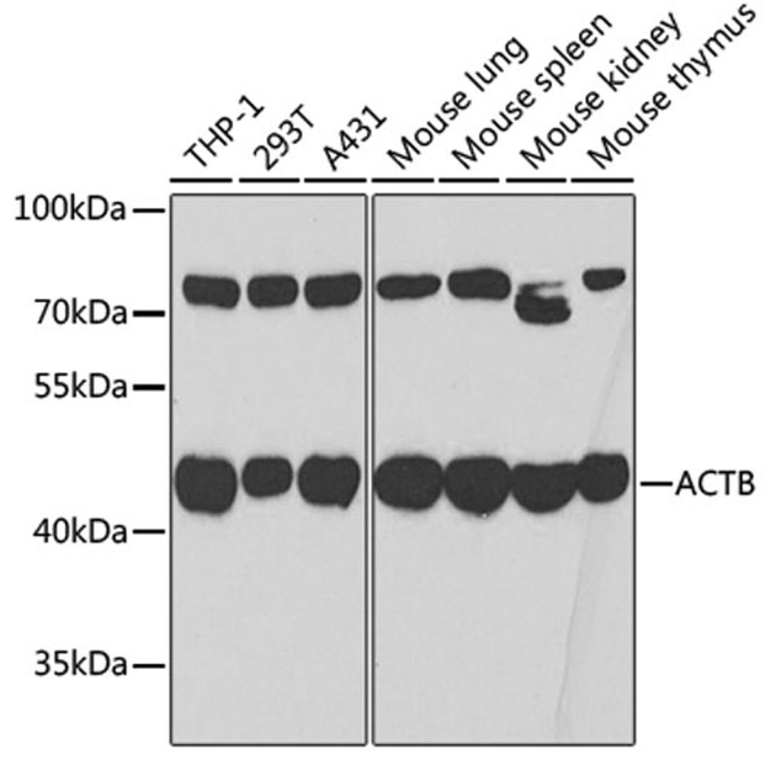 Western blot - ß-actin antibody (AC006)