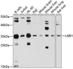 Western blot - LAIR1 antibody (A10120)